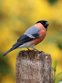 Eurasian bullfinch bird photo
